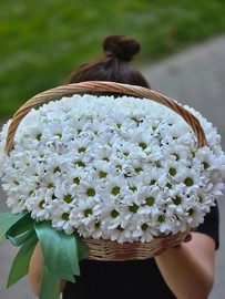 Korzinka belih romashkovih hrizantem