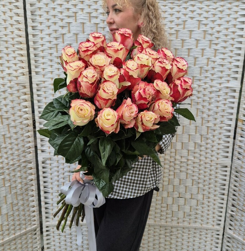 Ecuador rose with a gradient, roza ekvador