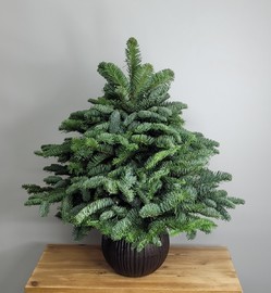 Елка новогодняя