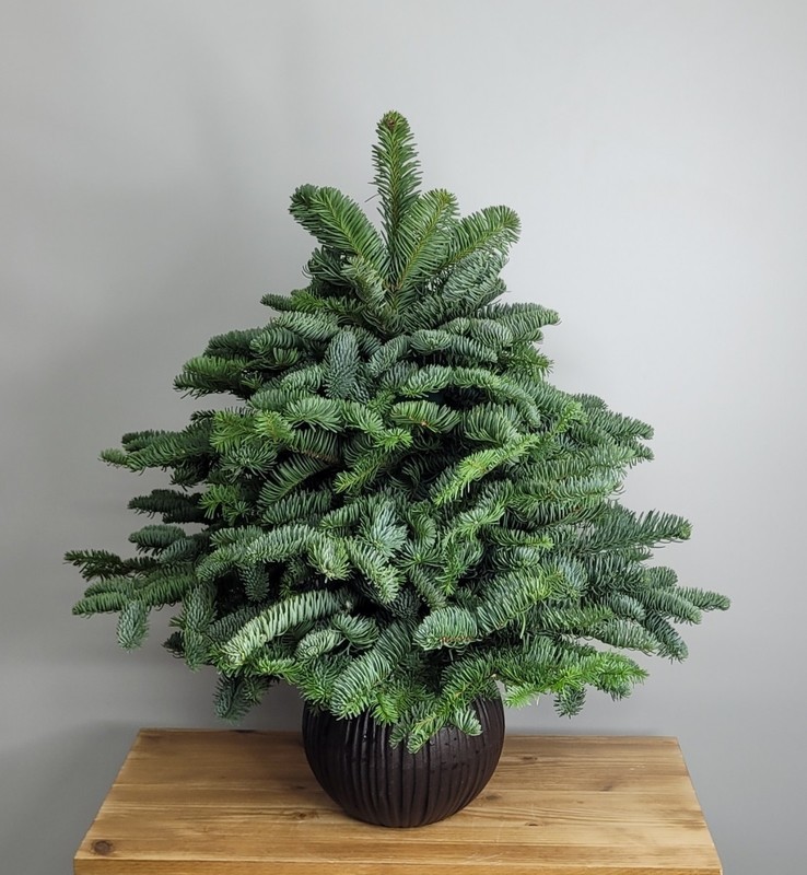 Елка новогодняя, нобилис