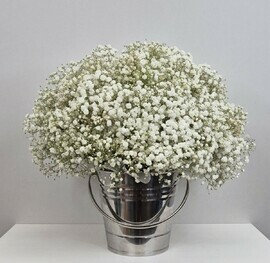 Пыльца Луны