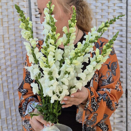 White Antirrhinum