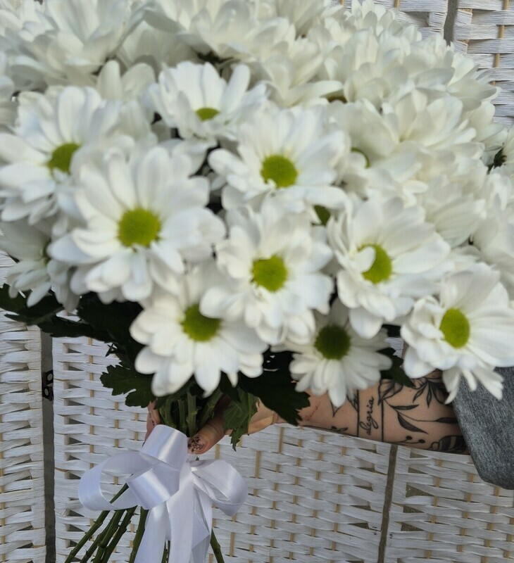 Hrizantema kustovaya pod lentu, luxe