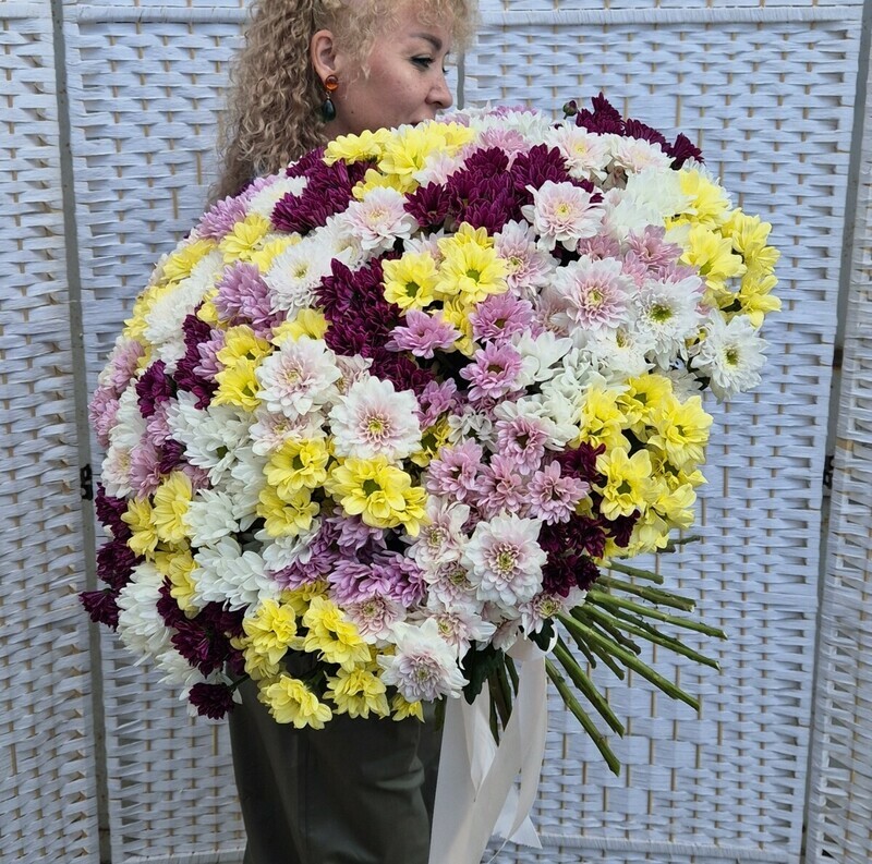 Chrysanthemum bush mix, hrizantema kustovaya
