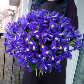 51 Iris