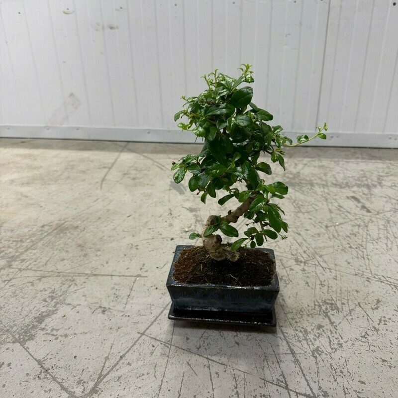 бансай, стандартный