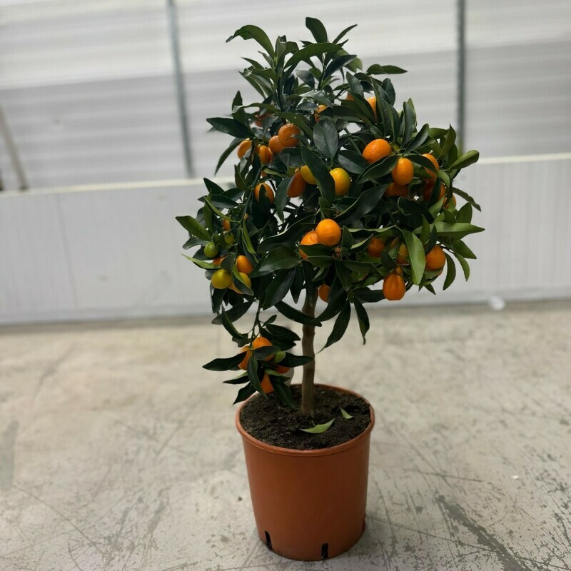 цитрус кумкват, стандартный