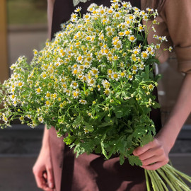 Полевой мотив