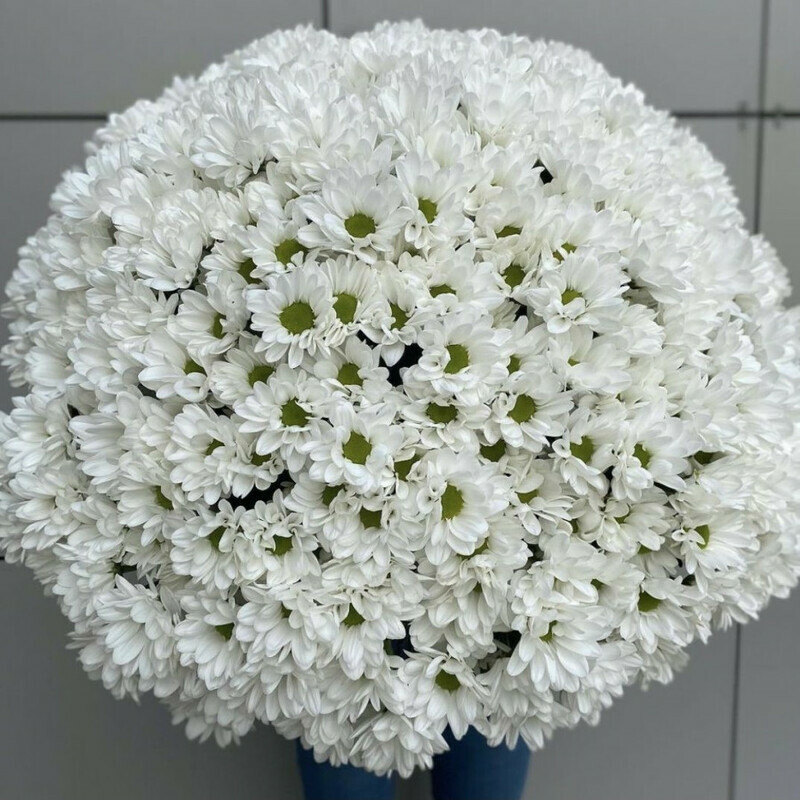 Метель, стандартный