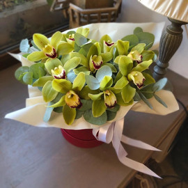 Милая орхидея