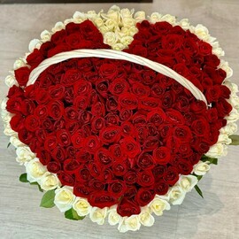 Korolevskaya gratciya