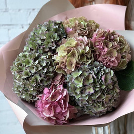 7 гортензий