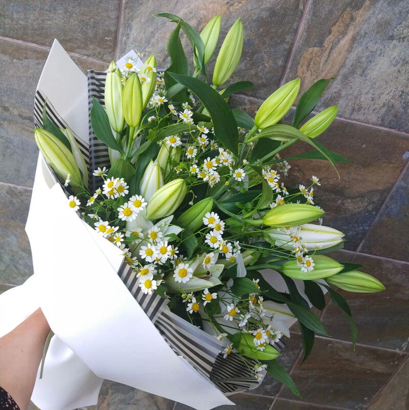 Lily/Thanacetum, standart