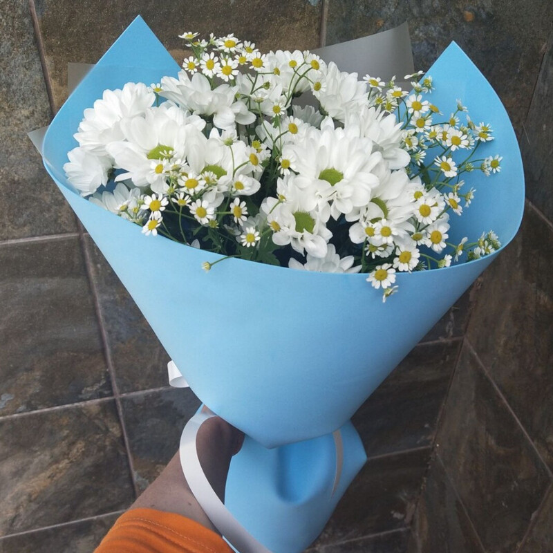 Romashki v golubom, standart