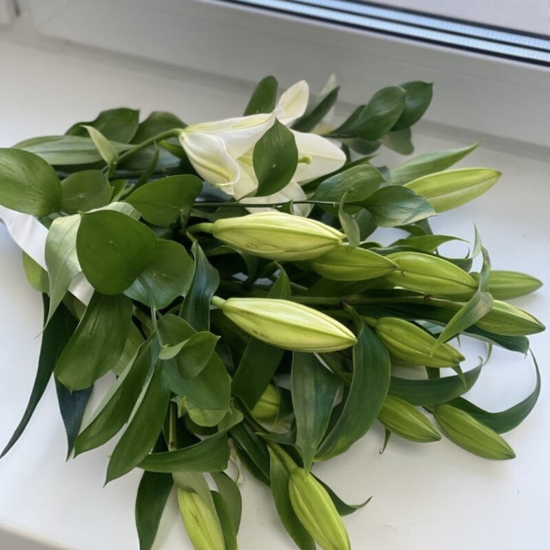 Lilii s Evkaliptom, standart