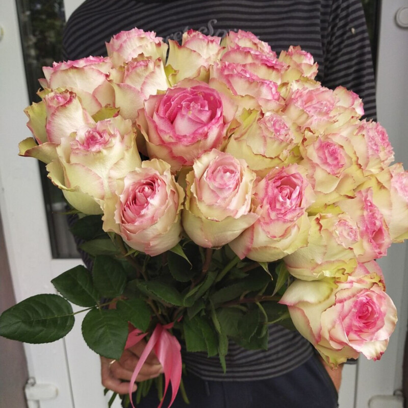 Эсперанс(25шт.), стандартный