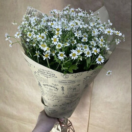 Любимые Ромашки