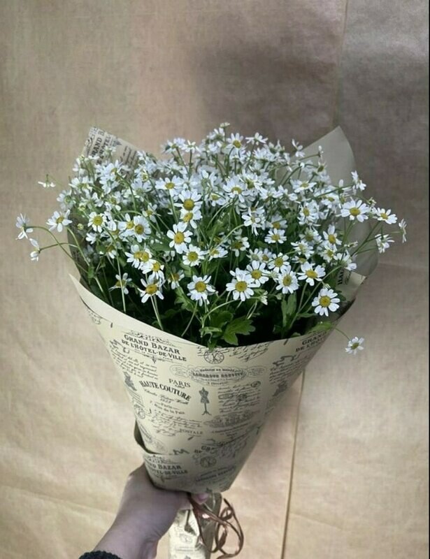 Любимые Ромашки, стандартный