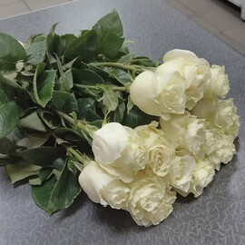 Мондиал(15шт.)