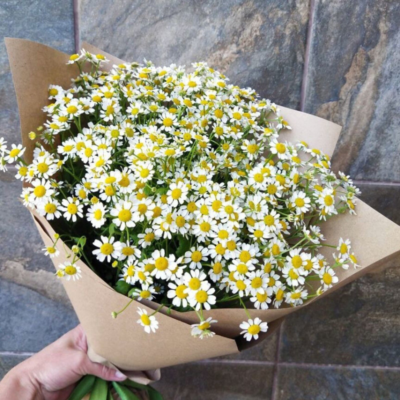 Letnee oblako, standart