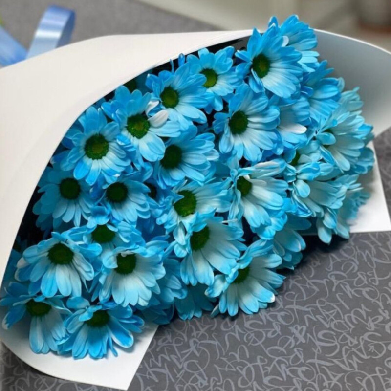 Golubie romashki, standart