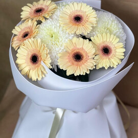 Hrizantema s germini