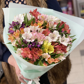 Al_stromerii miks(21 sht.)