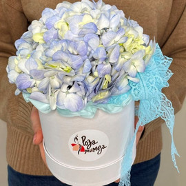 Golubaya gortenziya v korobochke