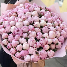 Розовое облако пионов