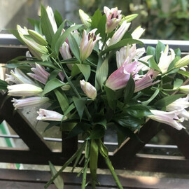 Favorite lilies