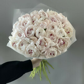 31 delicate peonies