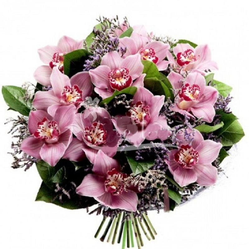 Орхидеи, стандартный