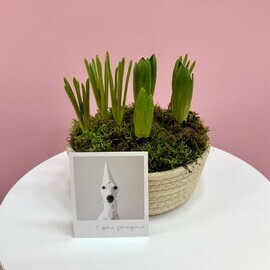 Mini sad s aromatnimi giatcintami, i muskari v dzhutovom kashpo