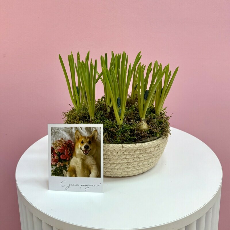 Мини сад из мускари в джутовом кашпо, стандартный