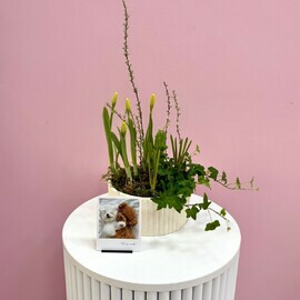 Мини сад в керамическом премиальном кашпо с ароматными нарциссами, гиацинтом, мускари, и хедерой