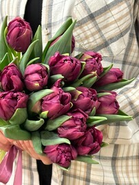 Pionovidnie bordovie tyul_pani