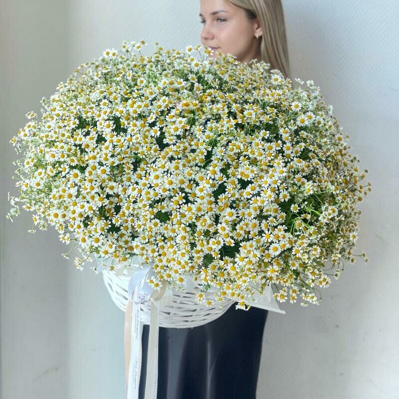 Корзина из 101 ромашки , премиум