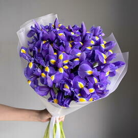 Buket iz 25 fioletovih irisov v upakovke