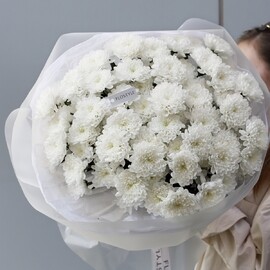 Hrizantema Altaj nezhnaya 11 sht