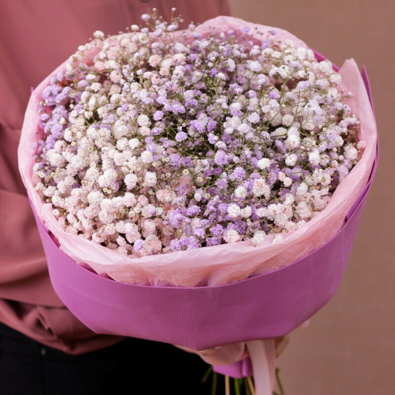Rainbow Gypsophila, standart