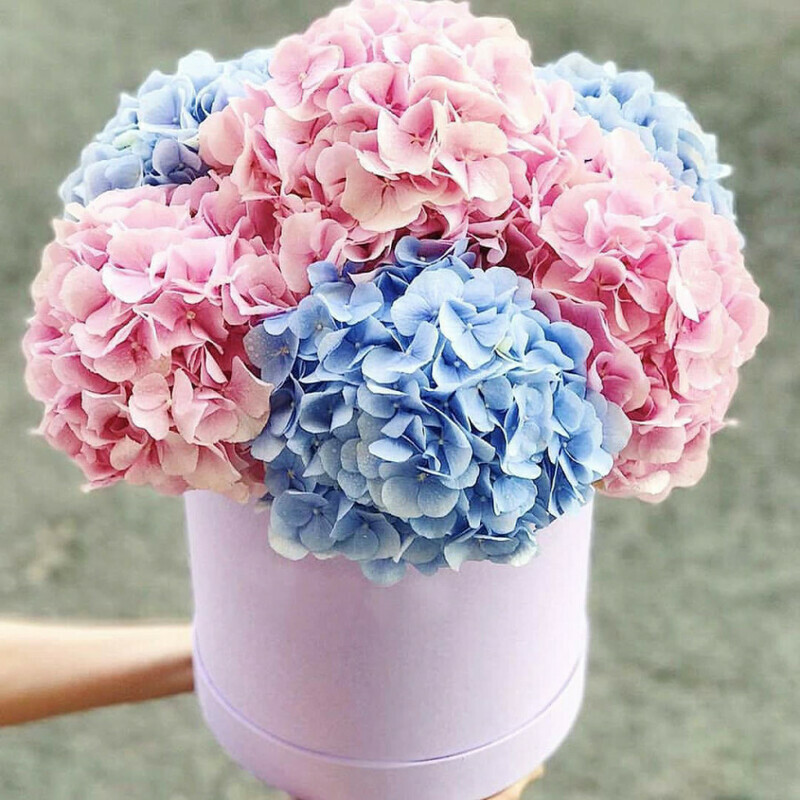 Lush hat box made of Rosater hydrangea, standart