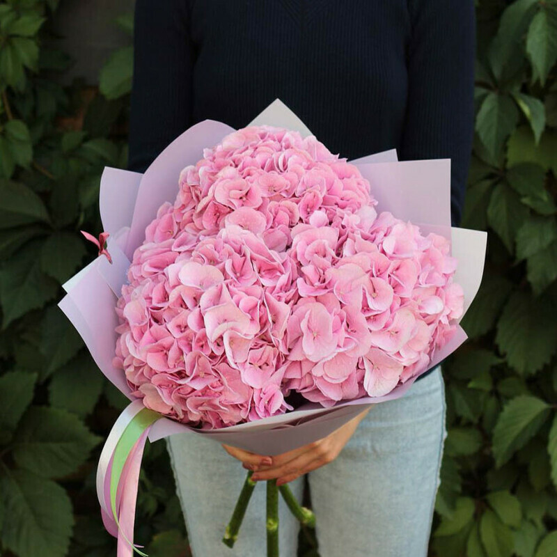 Bouquet of soft pink hydrangea Lorea, standart