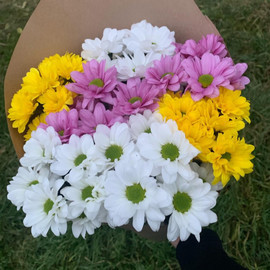 Chrysanthemum mix