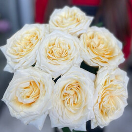 7 пионовидных роз "Моно"