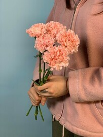 5 диантусов