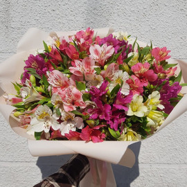 Альстроиерия