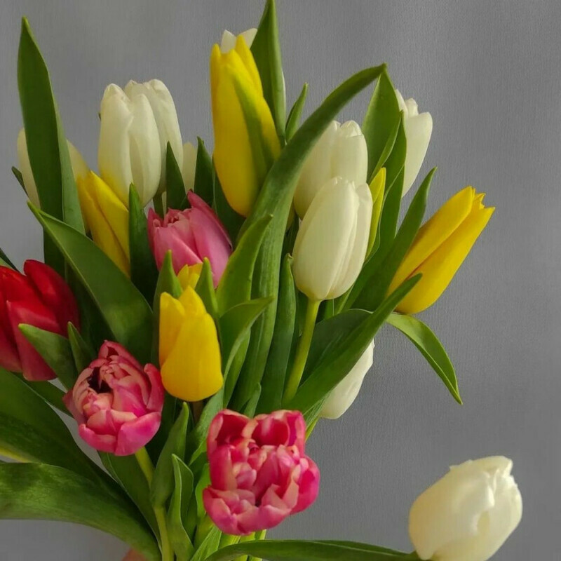 Тюльпаны для Вас, стандартный