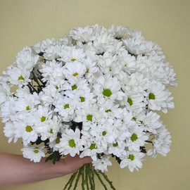 ромашковое чудо