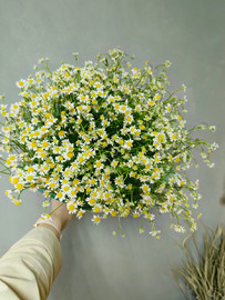 Букет из 25 мини ромашек