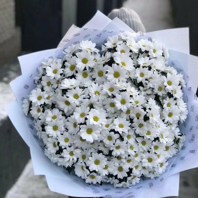 Romashkovaya lyubov_, standart